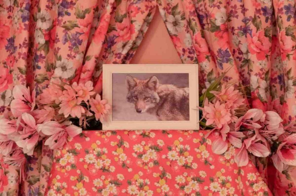 Coyota: botanero en Santa María La Ribera con pulque