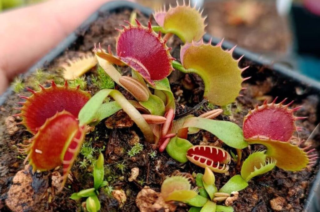 Lánzate a la Expo Plantas Carnívoras 2026 en CDMX ¡Es Gratis!