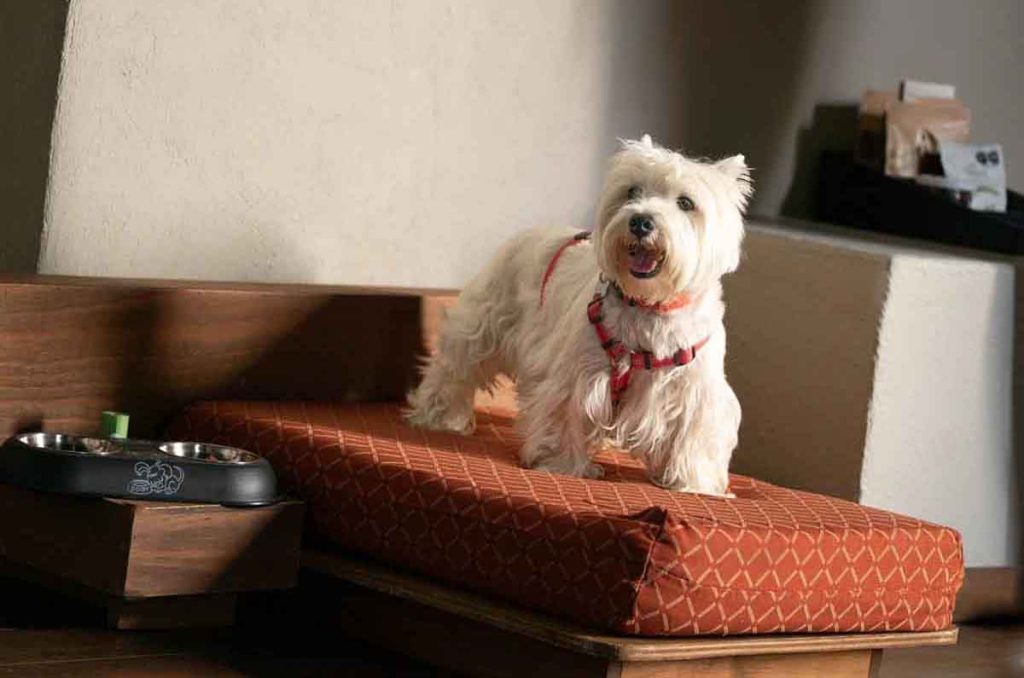 Guía para viajar con perros a Valle de Bravo en hoteles Rodavento