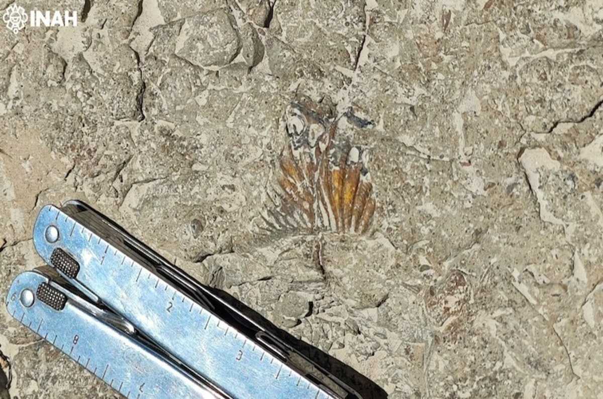 Hallan huellas de dinosaurios en la Reserva Tehuacán-Cuicatlán, Puebla