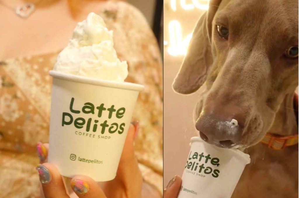 Latte Pelitos: la cafetería pet friendly donde tu mascota vive la experiencia completa