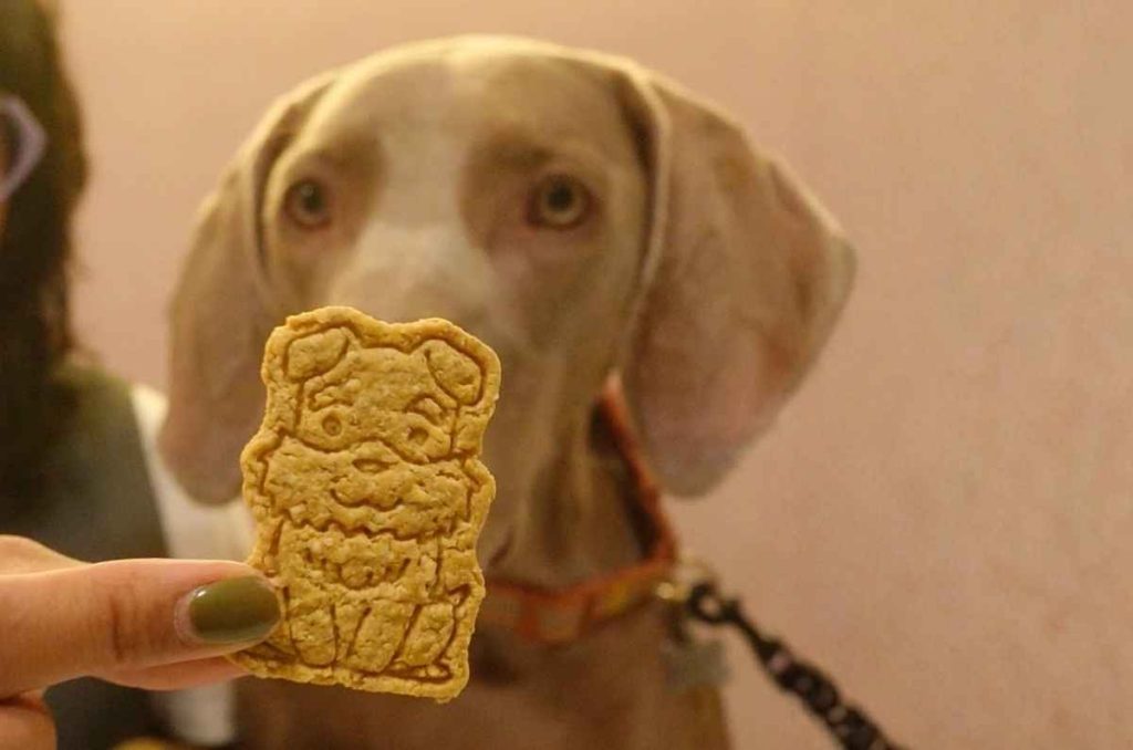 Latte Pelitos: la cafetería pet friendly donde tu mascota vive la experiencia completa