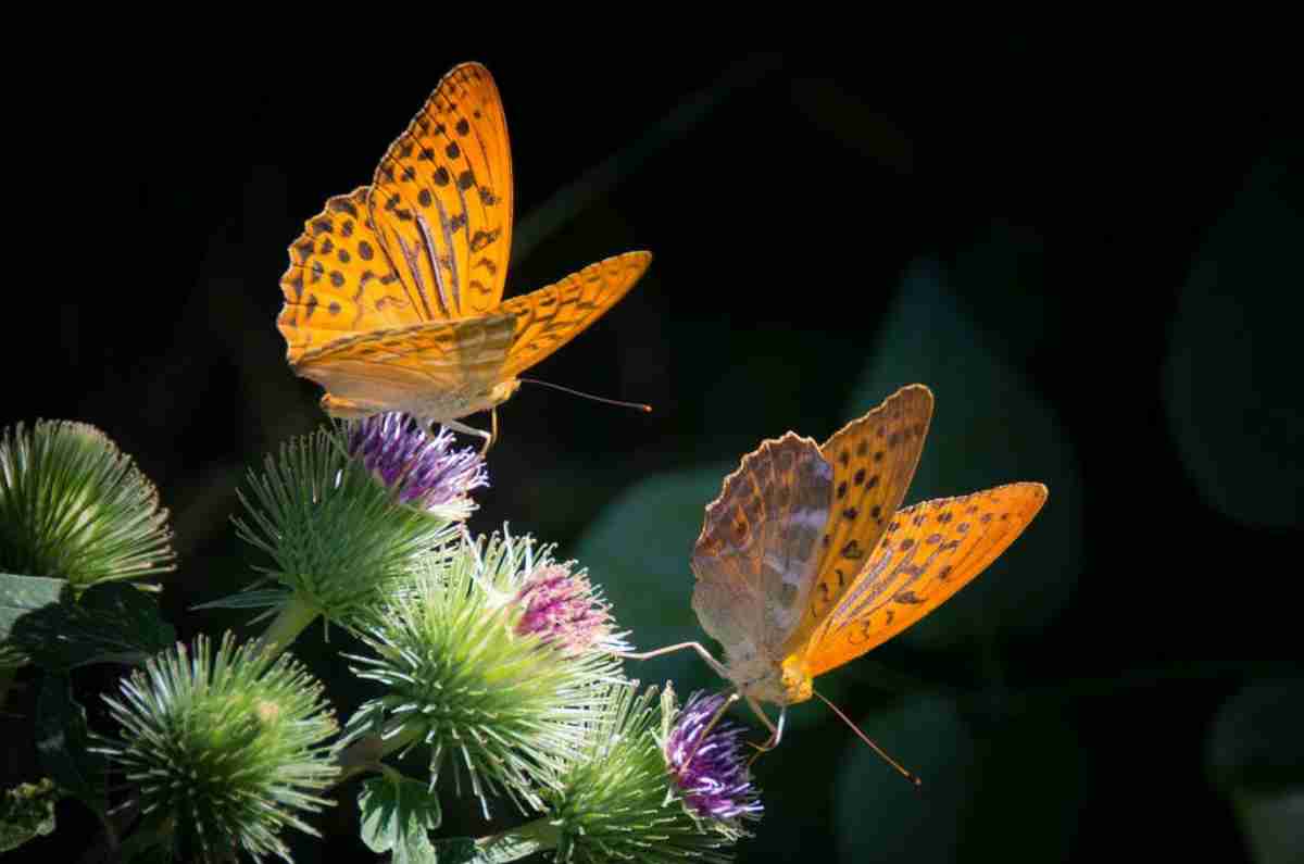 Azcapotzalco tiene nuevo mariposario: Papalotitlán ¡ES GRATIS!