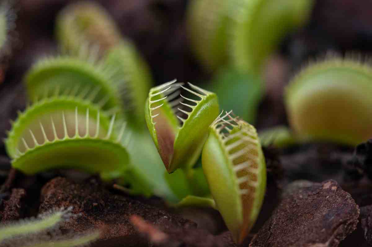 Lánzate al Tianguis Carnívoro: aprende y descubre el mundo de las plantas carnívoras